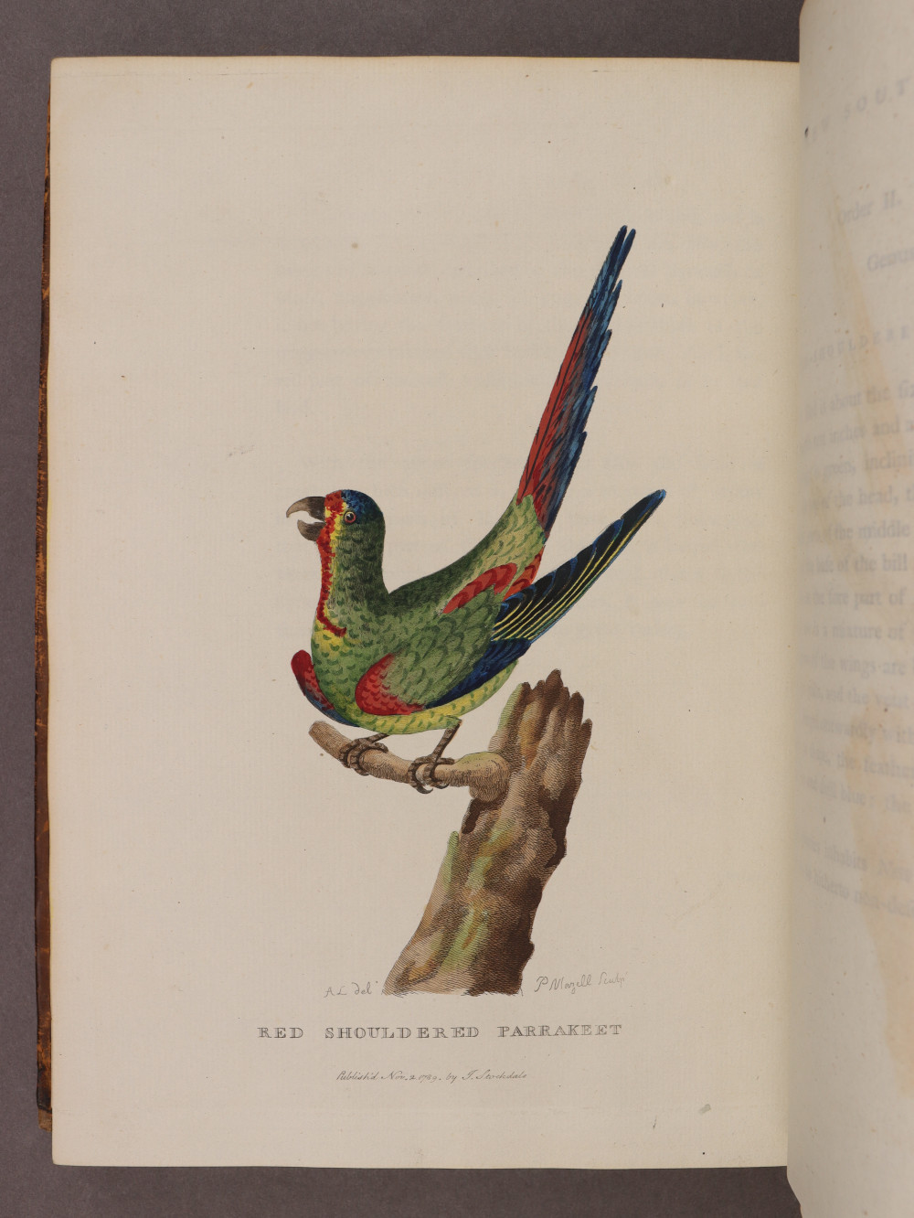 Plate 41